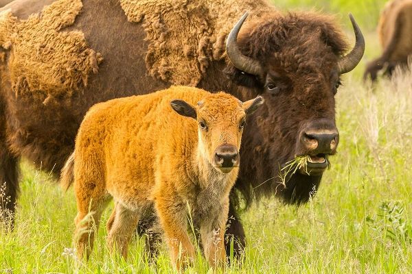 South Dakota-Custer State Park Bison parent and calf in meadow